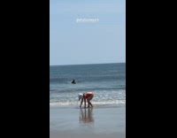 Woman wears seagull head poses at beach