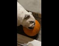 White bulldog dog carries orange pumpkin inside 