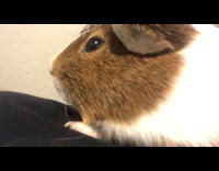 Brown white guinea pig chews hair guy 