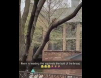 Mom feeds squirrel toast bologna tree branch 