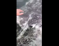 Guys looking over boat to see huge gray whale 