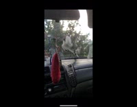 Two cat got scared on the honk of the car