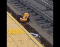 Two rats chilling inside an orange peel room on the train tracks
