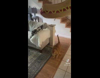 Collab BitchMP - Hotdog balloon tied to fat cat in house 