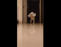 Dog bites and carries blanket slow motion