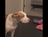 Brown and White Pitbull Turns Head Toward Camera