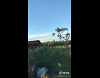 Brown donkey approaches greets people honking noise