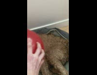 Static from dog makes balloon stick to ceiling