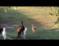 Two alpacas on love ride under sunset
