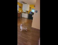 Collab BitchMP - Sam the dog holding hot dog in mouth