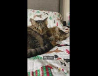 Girl hugging her cats in bed bothering them
