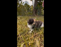 Three kittens play on ground slow motion