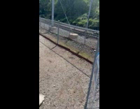 Guy found saddest dog park small area