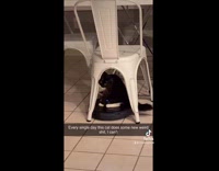 Collab BitchMP - Boo the cat on roomba and on tv