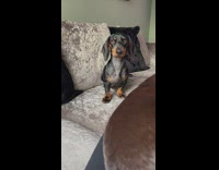 Dachshund Stomps Foot on Couch at Lady