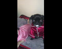 Pug dog on bed wearing magenta pajamas