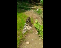 Lady Helps Butterfly Stuck on Spider Web