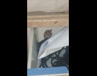 Mice sit inside cabinet drawer paper cables