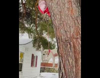 Dog floats in air with heart balloons