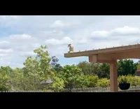 Girl sprays bird with garden hose water