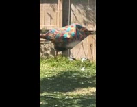 Guy spins in a hammock