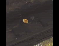(DUPLICATE) Two Rats Fight Over Donut in Subway