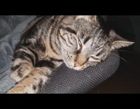 Collab DailyDoseOfInternet - Pet cat deep sleep Random Eyes Movement