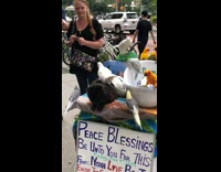 Bunch of birds and cat seen on top of cart 
