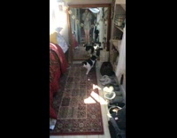 Girl scared throws cat in the air on bed 