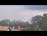 Swarm of bats hovering around neighborhood 