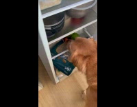 Dog caught stealing food from the fridge