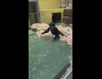 Baby Gorilla throws hay and spins around its cage