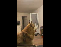 Pet dog responds and look to a high pitched voice