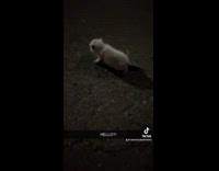 Collab BitchMP - Woman found a stray kitten