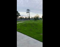Charlie dog runs across park red bench 