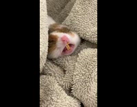Small hamster yawn show two long front teeth
