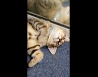 Woman gets ignored by pet cat 