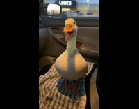 Duck quacks continuously until given ice water