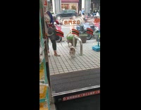 Dogs ears tied as pigtails