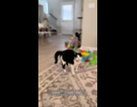 Cat gives attitude to hooman letting him go out