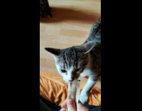 Woman feed soft treats to two cats