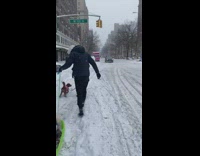 Guy dragging a sled with two dogs on road