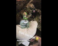 Brown chihuahua dogs growls and bites at guy trying to get patron tequila bottle