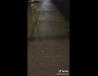 Guy screams at rats on sidewalk