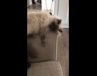 Ragdoll cat being naughty in the couch