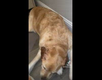 Collab BitchMP - Mom caught dog as it chews on brothers ears 