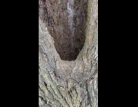 Four kittens sleep inside tree with hole