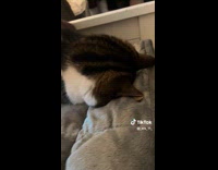 Collab Clips MPUGC - Cat sleeps with face flat on bed 
