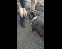 Black dog does not let go wood