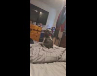 Dog in bed bark continuously when left